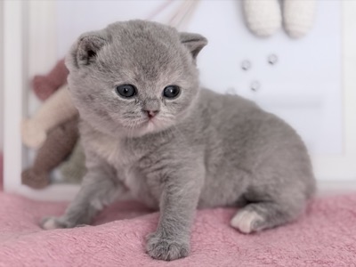 FEMELLE BRITISH SHORTHAIR BLEU TORTIE