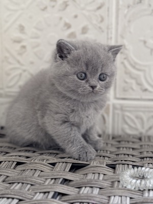 FEMELLE BRITISH SHORTHAIR BLEU