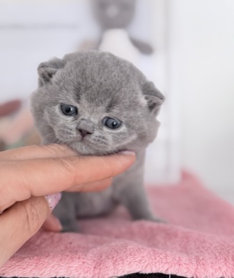 MÂLE bRITISH SHORTHAIR BLEU