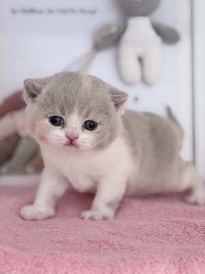 FEMELLE BRITISH SHORTHAIR LILAS TORTIE ET BLANC