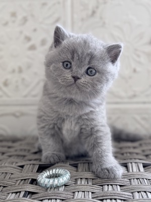  Mâle British Shorthair Bleu