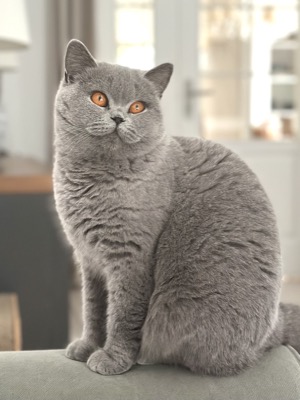 Femelle British Shorthair Bleu
