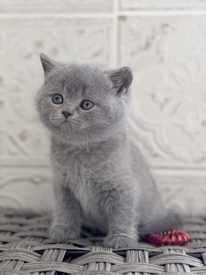  Femelle British Shorthair Bleu