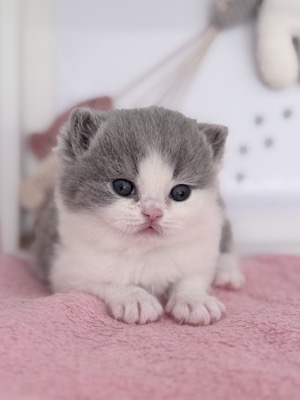 MÂLE BRITISH SHORTHAIR BLEU ET BLANC