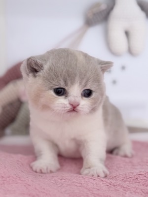 FEMELLE BRITISH SHORTHAIR LILAS TORTIE ET BLANC