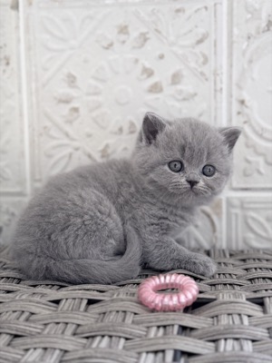 FEMELLE BRITISH SHORTHAIR BLEU