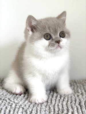 MÂLE BRITISH SHORTHAIR LILAS ET BLANC