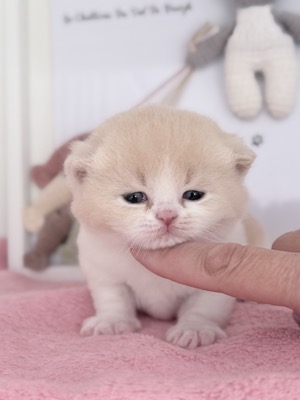 MÂLE BRITISH SHORTHAIR CRÈME ET BLANC