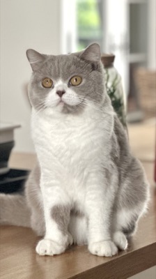 FEMELLE BRITISH SHORTHAIR LILAS ET BLAN