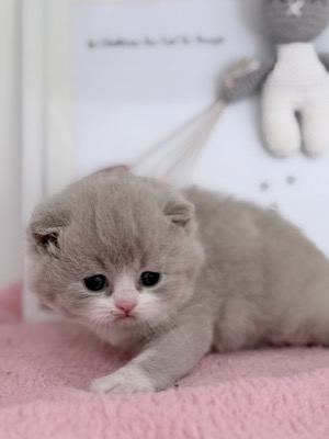 MÂLE BRITISH SHORTHAIR LILAS ET BLANC