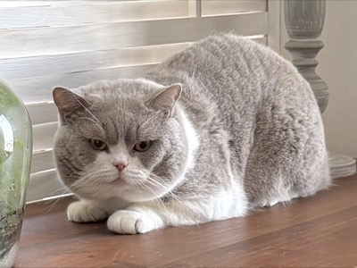 MÂLE BRITISH SHORTHAIR LILAS ET BLANC