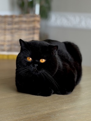 Mâle British Shorthair Noir