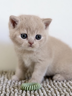 MÂLE BRITISH SHORTHAIR CRÈME