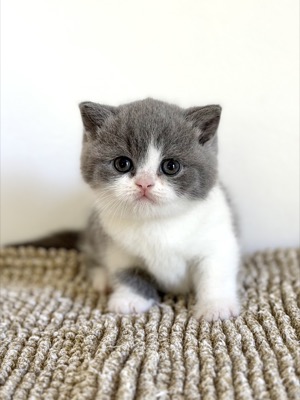 BRITISH SHORTHAIR FEMELLE BLEU ET BLANC