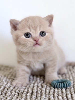 MÂLE BRITISH SHORTHAIR CRÈME