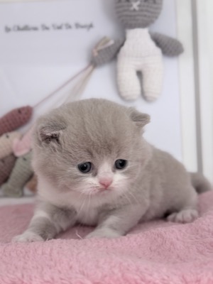 MÂLE BRITISH SHORTHAIR LILAS ET BLANC