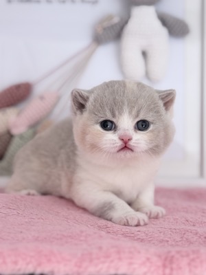 FEMELLE BRITISH SHORTHAIR LILAS TORTIE ET BLANC