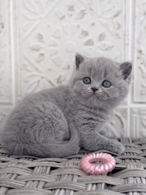 FEMELLE BRITISH SHORTHAIR BLEU