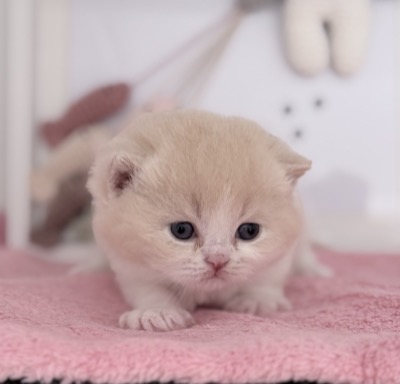 MÂLE BRITISH SHORTHAIR CRÈME ET BLANC