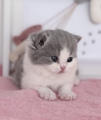 MÂLE BRITISH SHORTHAIR BLEU ET BLANC
