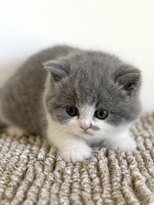 BRITISH SHORTHAIR FEMELLE BLEU ET BLANC