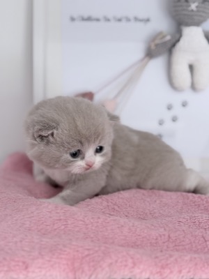 MÂLE BRITISH SHORTHAIR LILAS ET BLANC