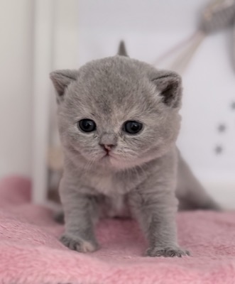 FEMELLE BRITISH SHORTHAIR BLEU TORTIE