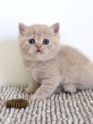 MÂLE BRITISH SHORTHAIR CRÈME