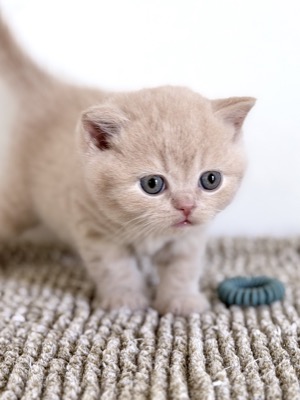 MÂLE BRITISH SHORTHAIR CRÈME