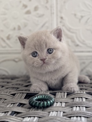 MÂLE BRITISH SHORTHAIR LILAS
