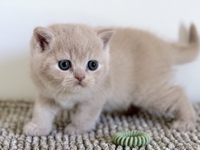 MÂLE BRITISH SHORTHAIR CRÈME