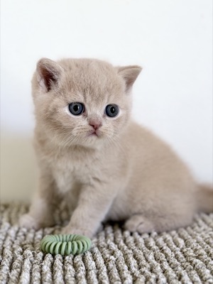 MÂLE BRITISH SHORTHAIR CRÈME