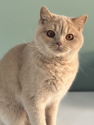 Femelle British Shorthair Crème