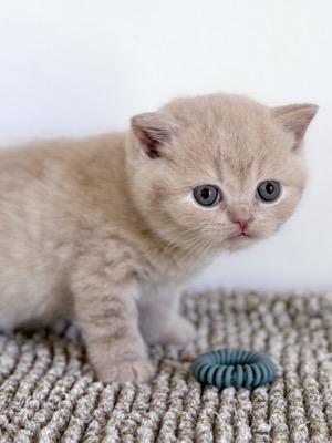 MÂLE BRITISH SHORTHAIR CRÈME