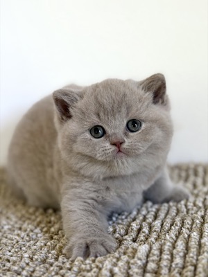 BRITISH SHORTHAIR FEMELLE LILAS