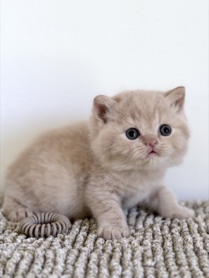 MÂLE BRITISH SHORTHAIR CRÈME