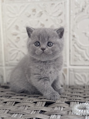FEMELLE BRITISH SHORTHAIR BLEU