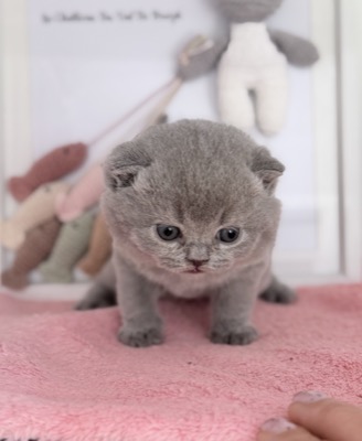 MÂLE bRITISH SHORTHAIR BLEU