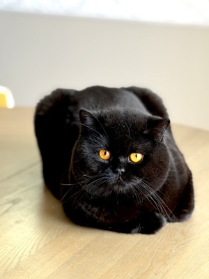 Mâle British Shorthair Noir