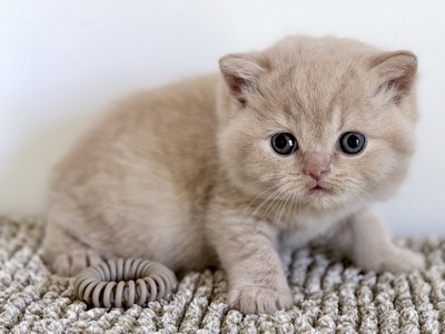MÂLE BRITISH SHORTHAIR CRÈME