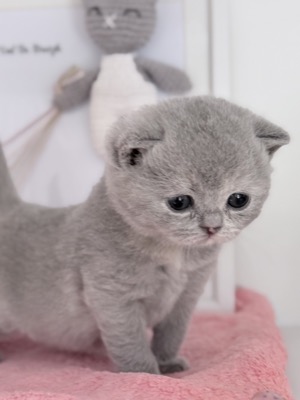 FEMELLE BRITISH SHORTHAIR BLEU TORTIE