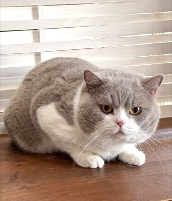 MÂLE BRITISH SHORTHAIR LILAS ET BLANC