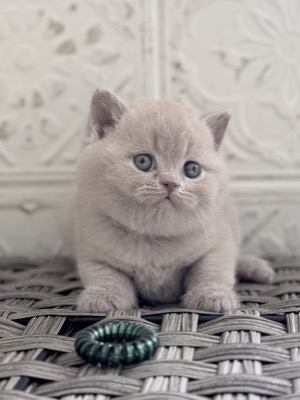 MÂLE BRITISH SHORTHAIR LILAS
