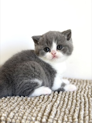 BRITISH SHORTHAIR FEMELLE BLEU ET BLANC