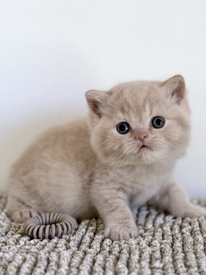 MÂLE BRITISH SHORTHAIR CRÈME