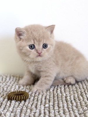 MÂLE BRITISH SHORTHAIR CRÈME