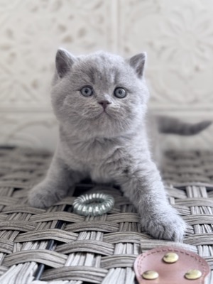  Mâle British Shorthair Bleu