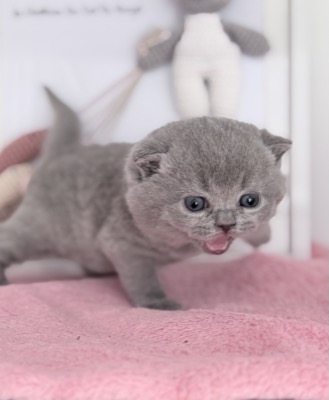 MÂLE bRITISH SHORTHAIR BLEU