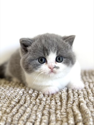 BRITISH SHORTHAIR FEMELLE BLEU ET BLANC