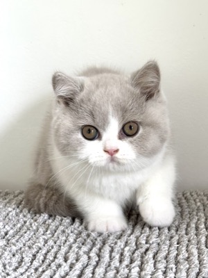 MÂLE BRITISH SHORTHAIR LILAS ET BLANC